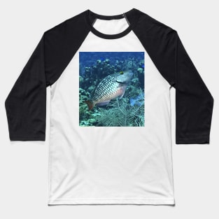 Silver Parrot Fish Baseball T-Shirt